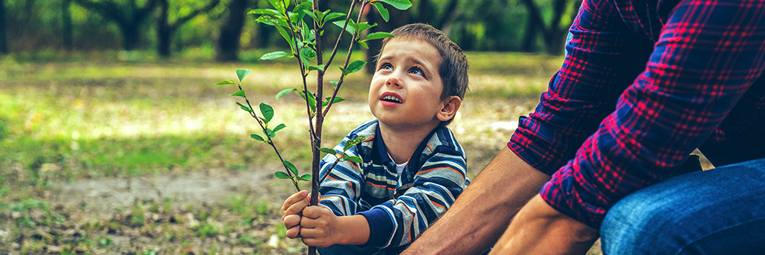A young boy is planting a tree with his father